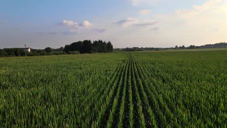 Aerial-View,-Green-Rows-of-Corn-Plants-in-Big-Agricultural-Faming-Field-on-Sunny-Summer-Day,-Drone-Shot