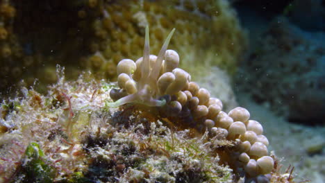 beautiful and elegant phyllodesmium magnum nuidbranch gently swaying to the rhythm of the ocean on a fost coral patch