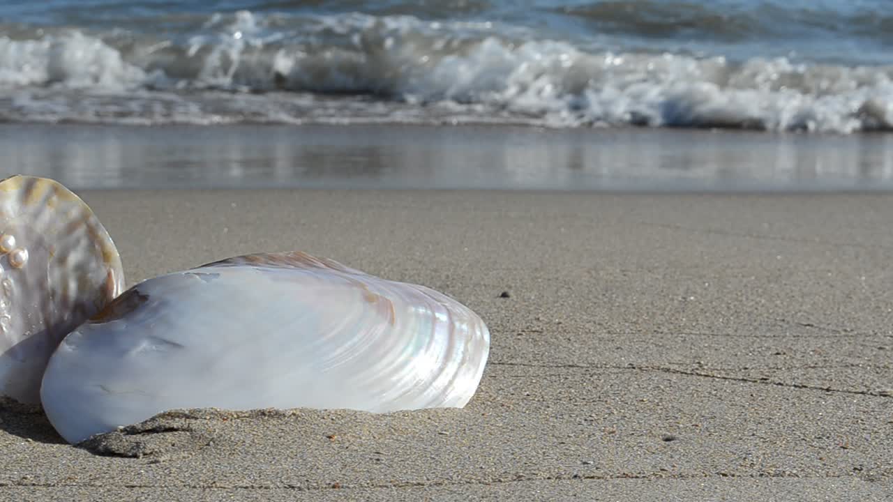 Conchiglie sulla sabbia, la spiaggia. Riprese sulla spiaggia