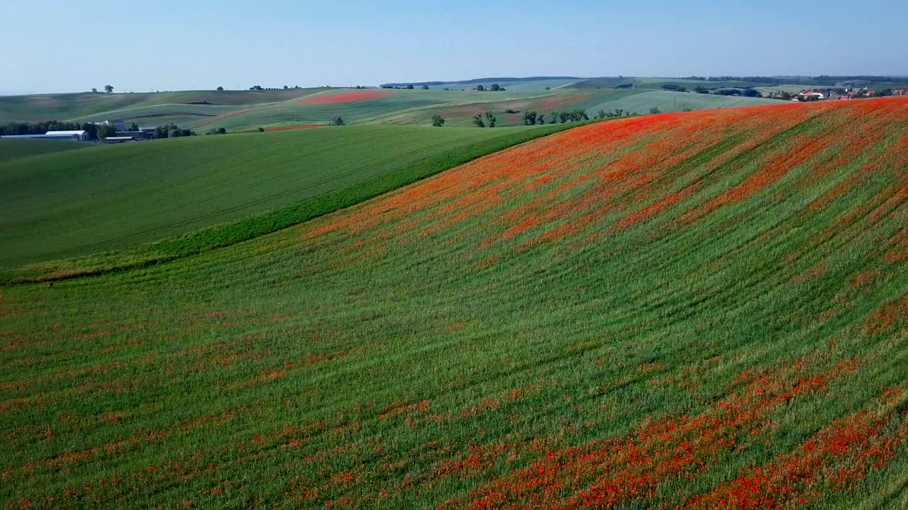 Flight over of blooming red poppy flowers fields in South Moravia hills, Czech Republic at spring.
