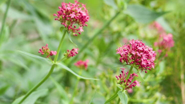 Primo piano di fiori di valeriana rossa in un giardino di Londra