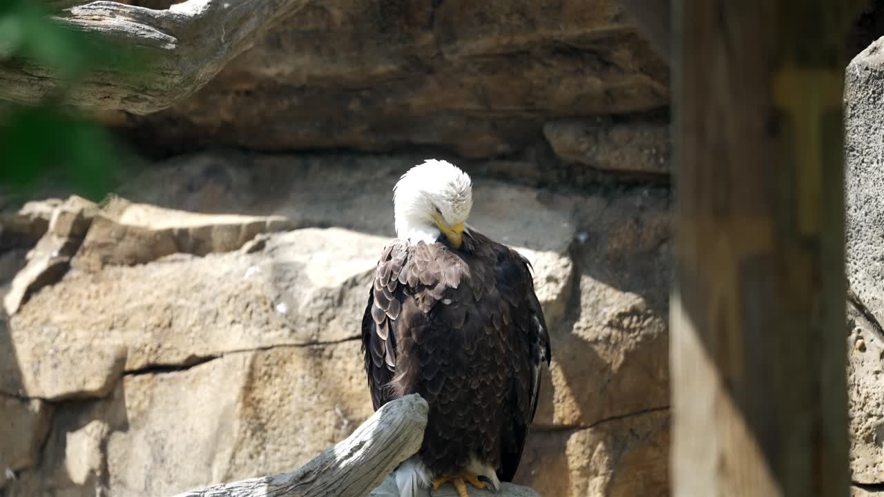 el águila calva pica y limpia las plumas dentro del recinto junto a la pared rocosa