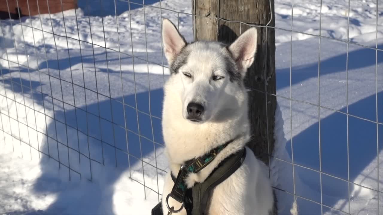 Beautiful albino Husky sun bathing after a husky safari on a nice spring day in lapland.