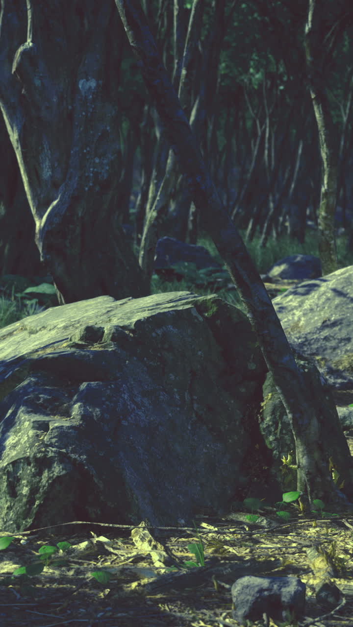 Whispers of the forest illuminate hidden stones under moonlight