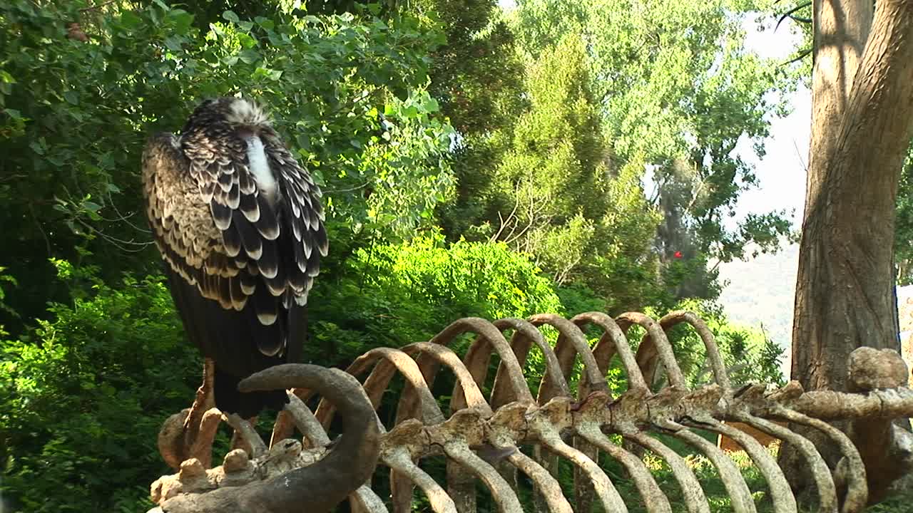 물소의 뼈대에 쉬고 있는 독수리의 미디엄샷