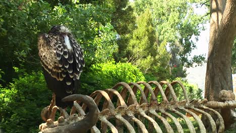 Mediumshot-Of-A-Vulture-Resting-On-The-Skeleton-Of-A-Water-Buffalo