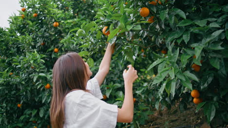 happy gardener picking citruses rural plantation closeup. young woman harvesting