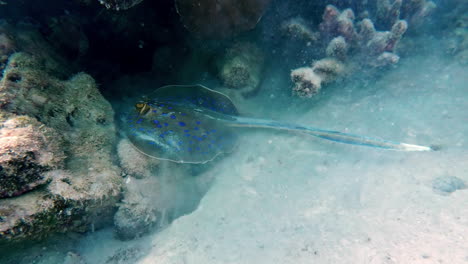 scuba diver finds a stingray in the red sea