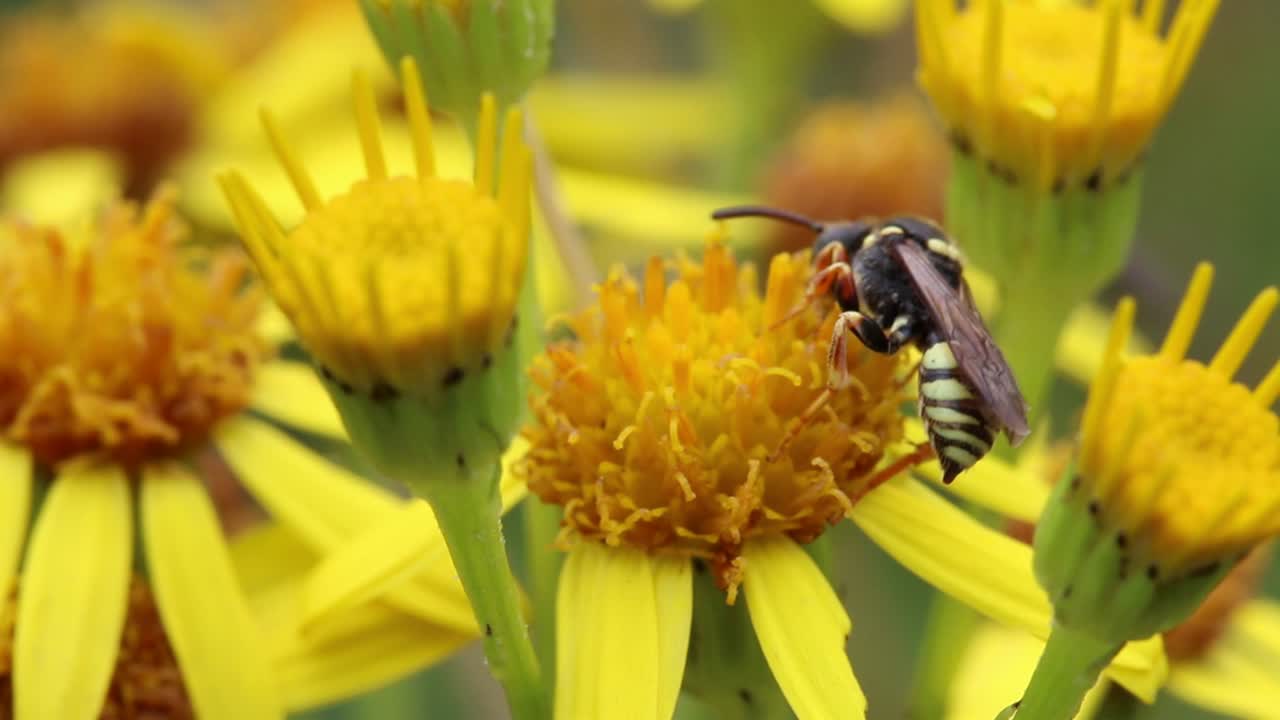 una avispa solitaria que se alimenta de una flor amarilla brillante