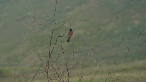 Ein-Roter,-Belüfteter-Bulbul-Thront-Auf-Einem-Kleinen-Ast-Mit-Grünen,-üppigen-Bergen-Im-Hintergrund