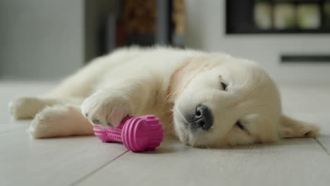 Süßer-Golden-Retriever-Welpe,-Der-Mit-Seinem-Lieblingsspielzeug-Auf-Dem-Boden-Schläft