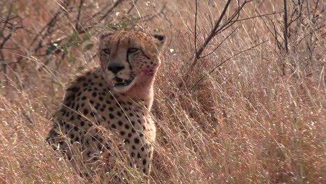 a cheetah sits upright in the tall savannah grass on a windy day