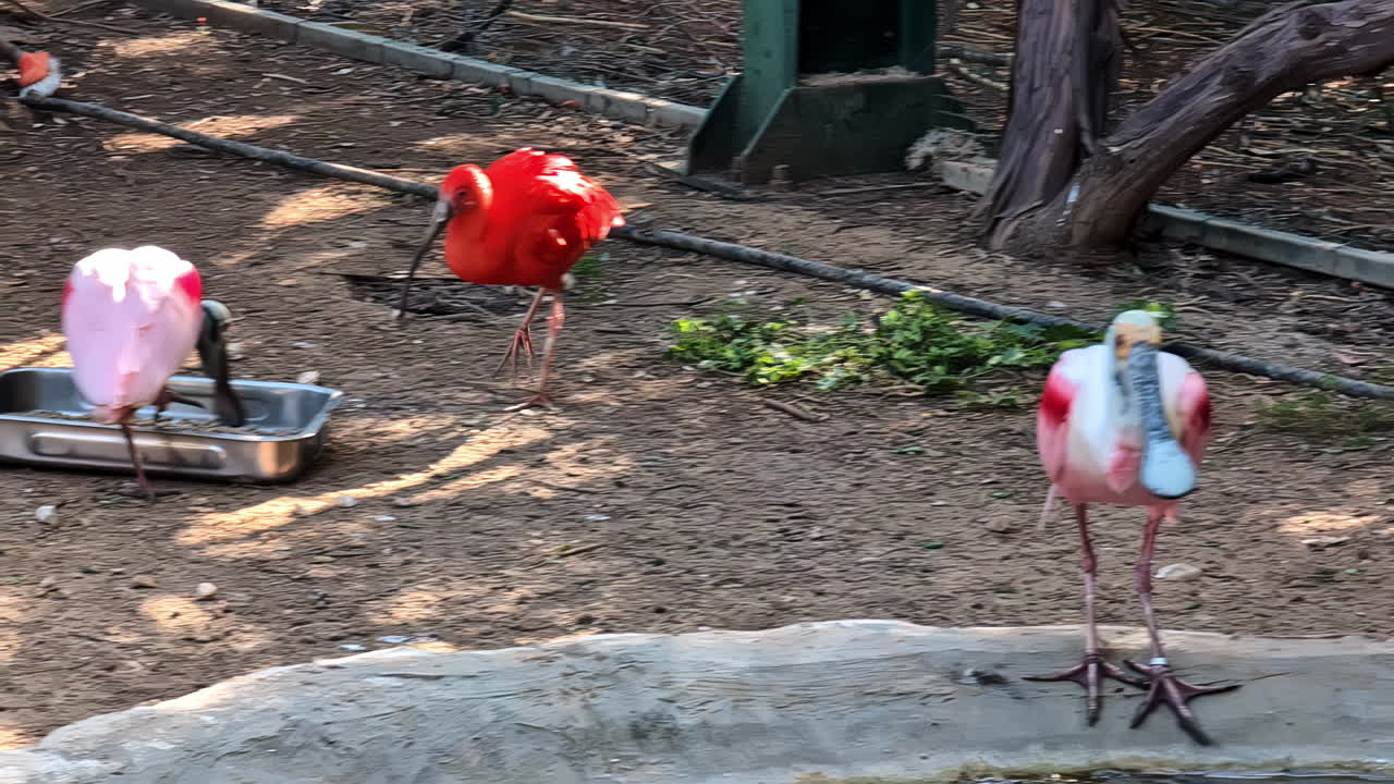 aves de la cuchara africana rojas y rosas claras en cautiverio en el zoológico de ática atenas en grecia