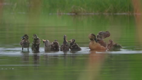 whistling duck relaxing on pond water