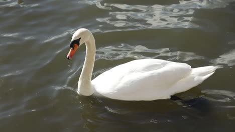 White-swan-swimming-alone-on-grey-calm-water-of-canal