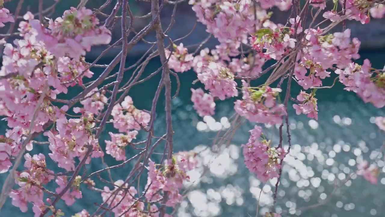 Un primo piano di delicati grappoli di fiori di ciliegio rosa su rami spogli riempie l'inquadratura, con acqua scintillante leggermente sfocata che crea uno sfondo bokeh da sogno di luce blu e bianca scintillante.