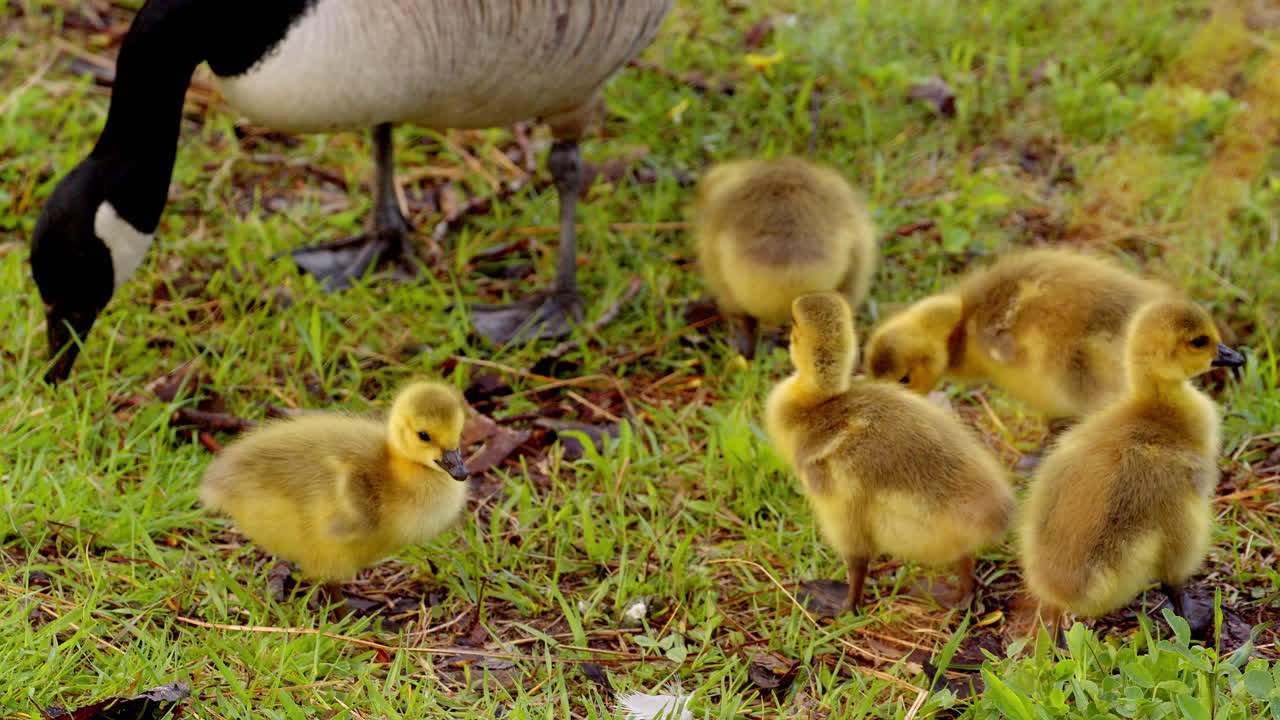 In a soft slow-motion sequence, goslings explore land through tiny steps and playful bites.