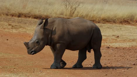 baby white rhino calf walking in african savanna