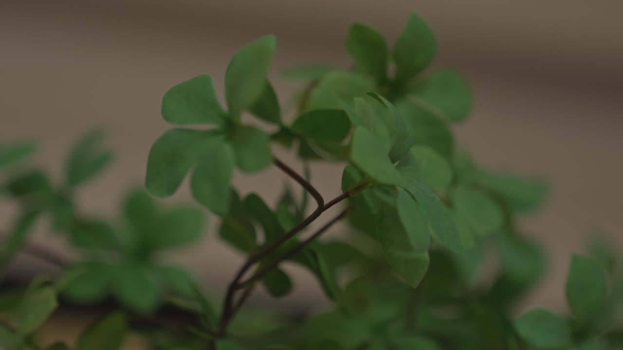 Pianta luminosa in primo piano in una suite d'hotel, la luce diurna chiara evidenzia la texture a trifoglio sul davanzale del comodino, l'arredamento minimalista e l'atmosfera di benessere evocano un'ospitalità fresca e moderna e un'atmosfera riposante.