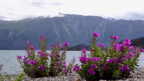 peaceful summertime yukon scene of purple blossom bloom flowers on rocky shore of kluane lake rippling waves with brown rugged sheep mountain range in background on cloudy day, canada, static