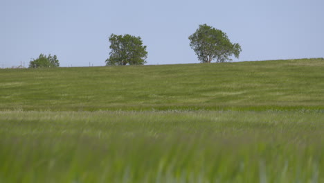 green field with trees