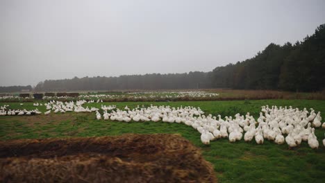 Freiland-Entenfarm-Im-Freien