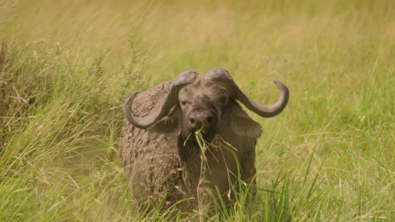 Un bufalo cafro coperto di fango, fissa e poi corre attraverso una fitta boscaglia di erba alta nel Maasai Mara, Kenya, mostrando un comportamento di fuga attento in un habitat naturale della fauna selvatica della savana