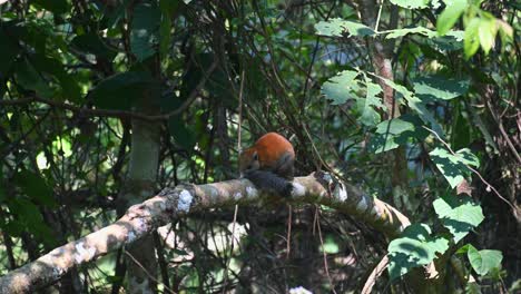 Grey-bellied-Squirrel-Callosciurus-caniceps-seen-from-its-back-on-a-branch-lifting-its-tail-then-suddenly-turns-around-to-rest-its-head-on-the-tail,-Khao-Yai-National-Park,-Thailand