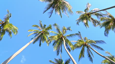 Low-angle-of-palm-trees-and-blue-sky-in-background