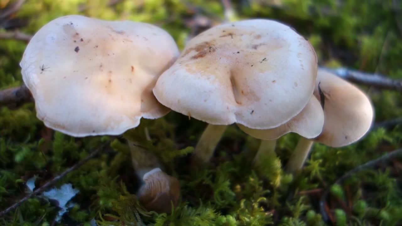 las setas crecen en el suelo del bosque 1