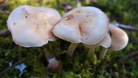 mushrooms grow on the forest floor 1