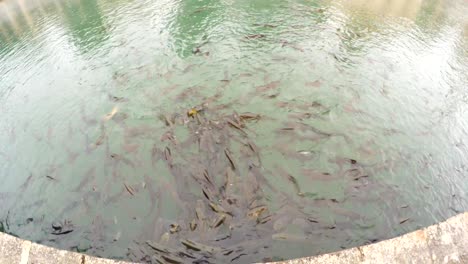 sacred carps splash and eat bread in clear water of balikligol urfa