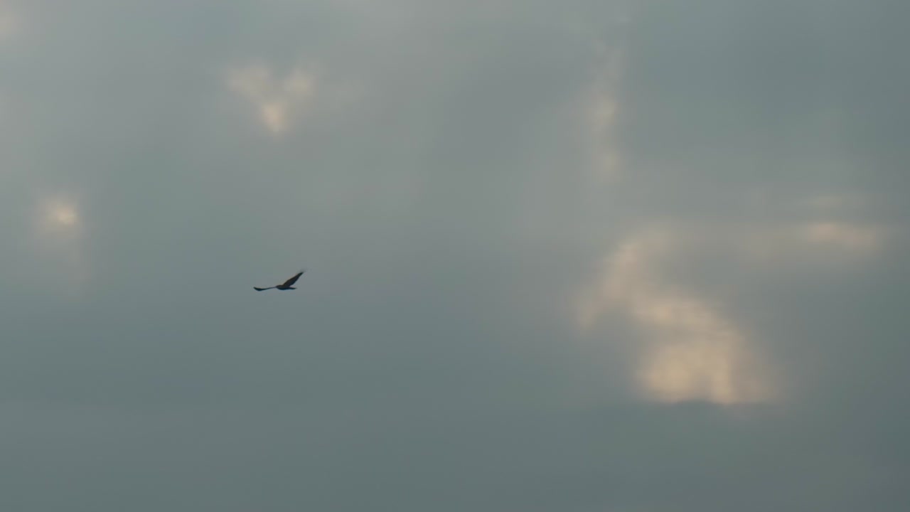 Rovfugle jager mod overskyet himmel over horisonten