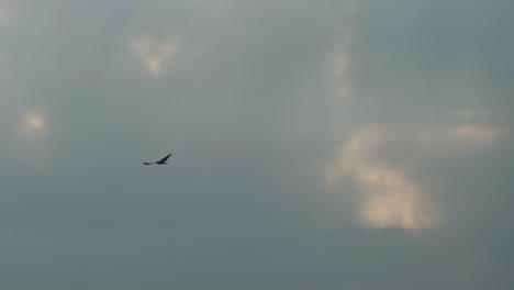 Birds-Of-Prey-Hunting-Against-Clouded-Sky-Over-Horizon