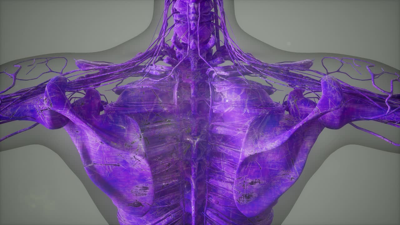vista de cerca completa del sistema esquelético con cuerpo transparente
