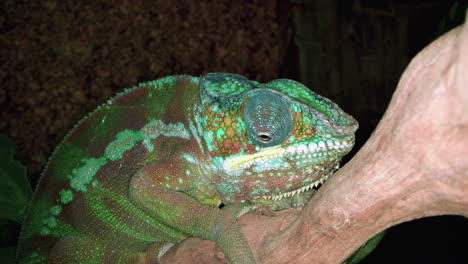 Pantherchamäleon-Oder-Furcifer-Pardalis-Ist-Eine-Auf-Madagaskar-Vorkommende-Chamäleonart