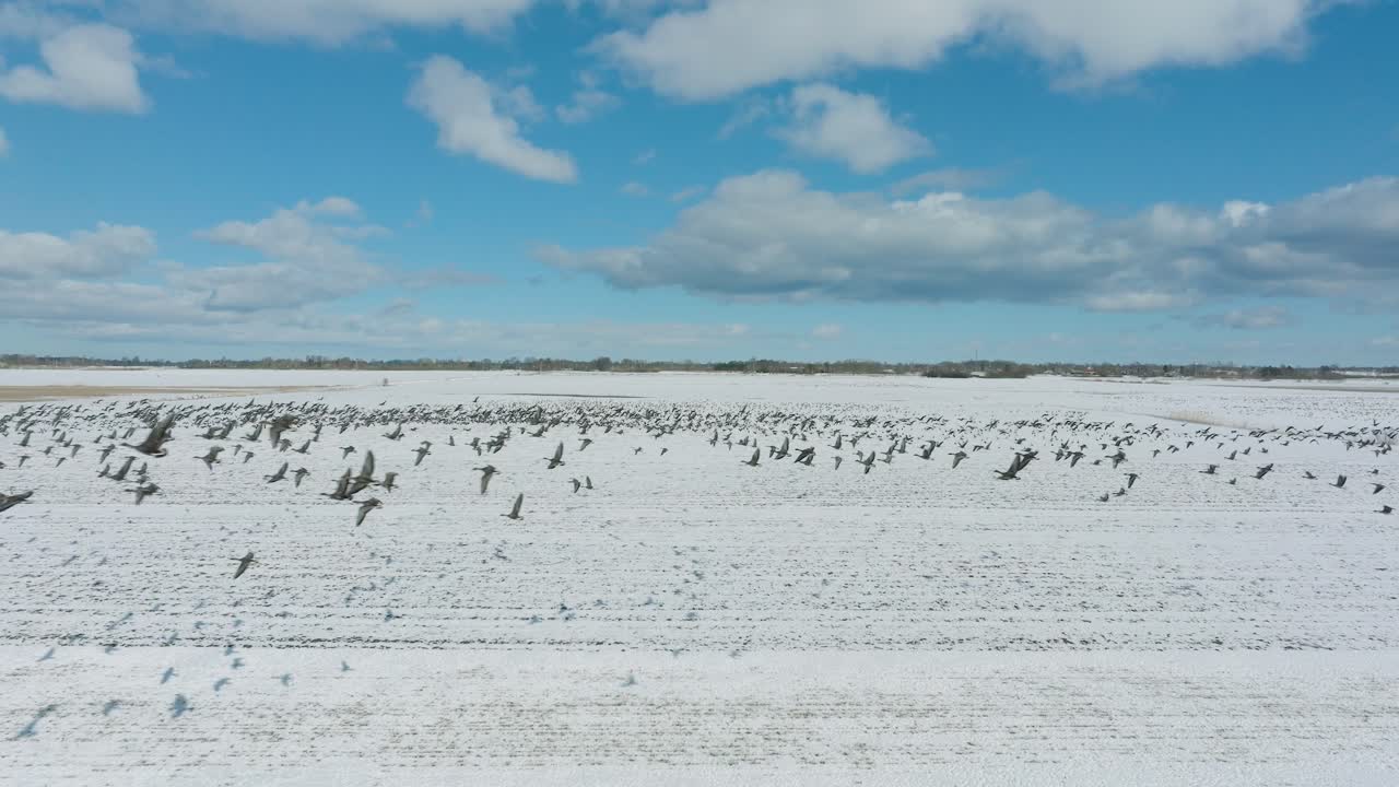 공중에서 큰  ⁇ 의 콩 거위, 눈으로  ⁇ 인 농장,  ⁇ 은 겨울 날, 새의 이동, 낮은 드론  ⁇ 이 앞으로 이동하는 공중 설정