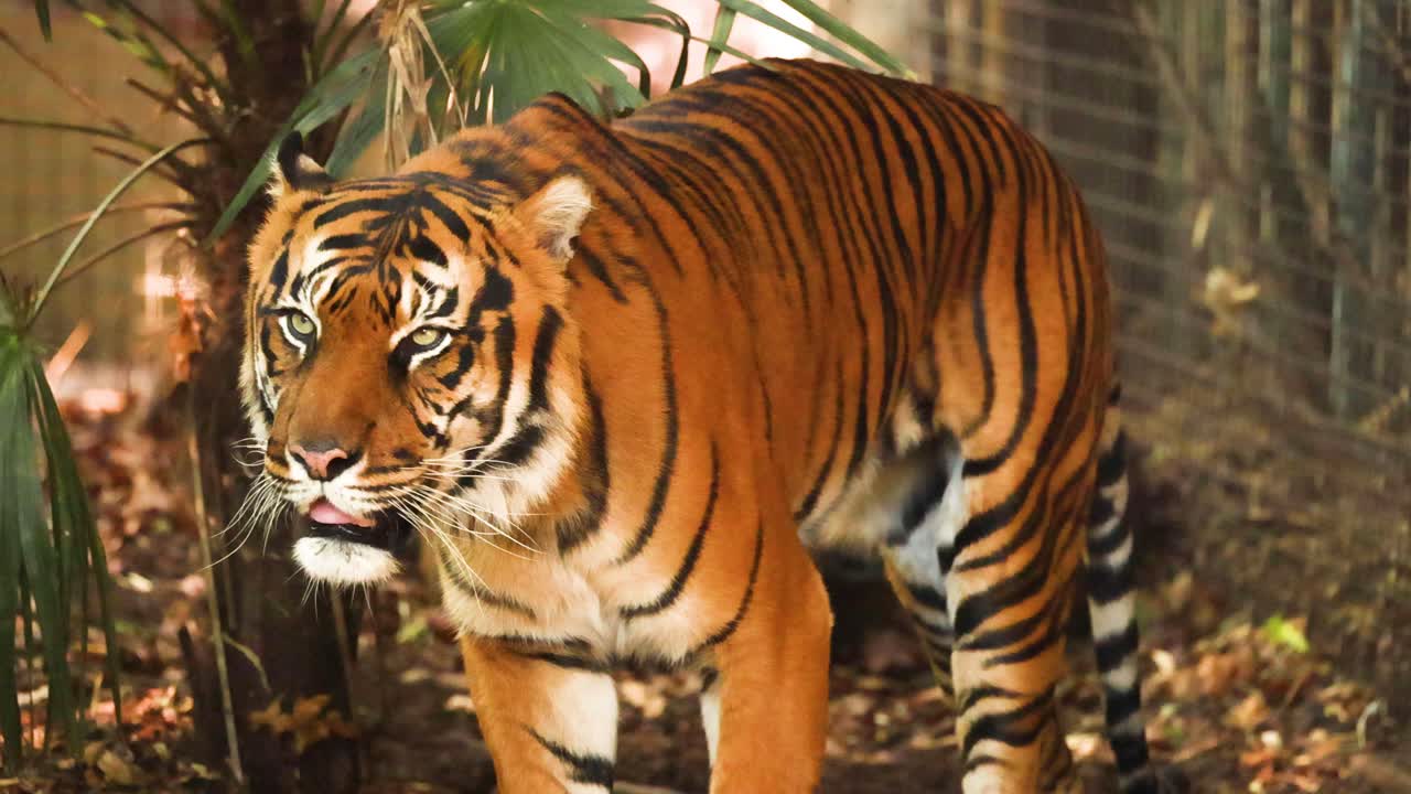 Tygrys spacerujący po swojej zagrodzie w zoo w Melbourne