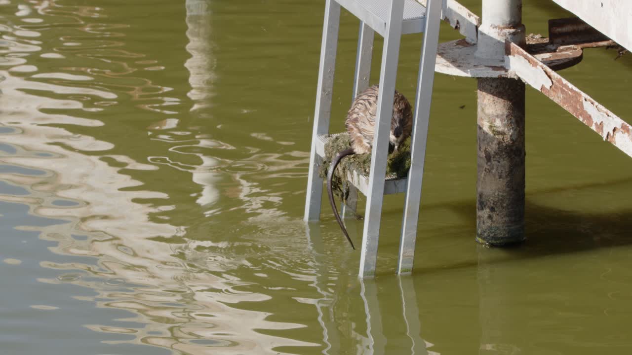 Swimming muskrat climbs dock ladder in lake to eat aquatic weeds