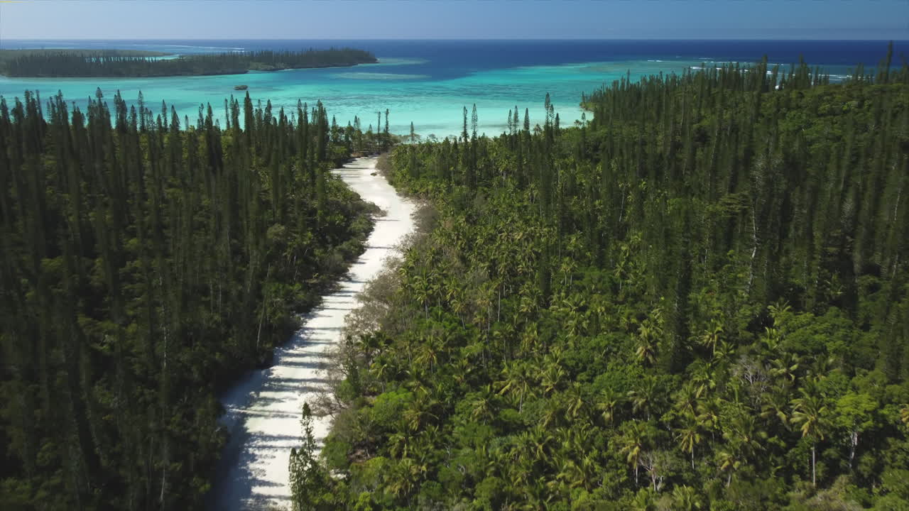 Aerial drone flight over columnar pine tree forest on shore of Oro Bay lagoon