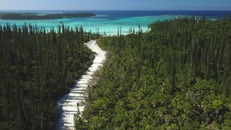 aerial drone flight over columnar pine tree forest on shore of oro bay lagoon