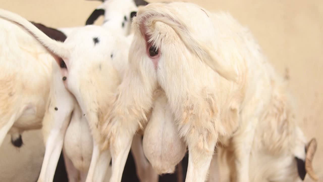 Close up of a goat pooping in the middle of a rural village in Nigeria, Africa. Rare footage of ram sheep pooing and messing the floor while feeding