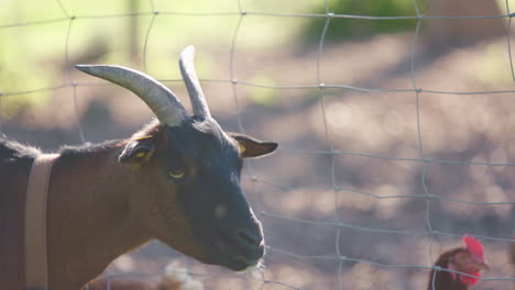 brown goat staring into camera then turning head, chickens in the background, static slow motion