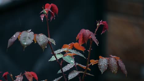 Tiro-Inclinado-En-Cámara-Lenta-De-Una-Planta-Espinosa-Con-Hojas-Rojas-Y-Verdes-En-Una-Tormenta-De-Lluvia