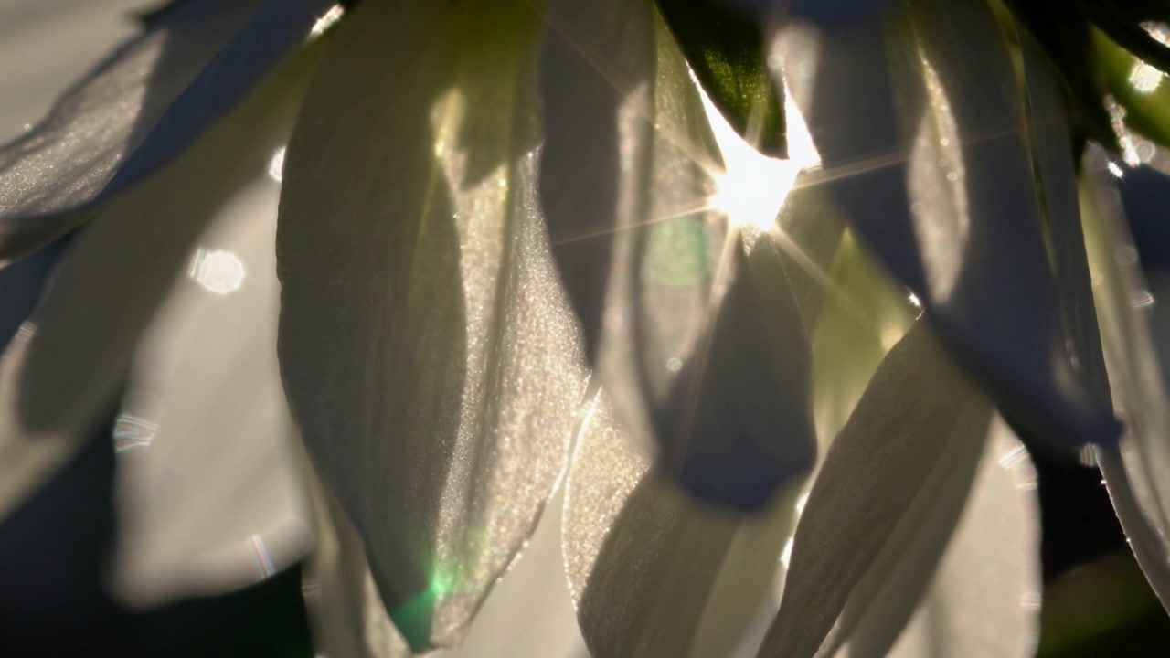Appare un bagliore di luce, un gruppo di petali bianchi che cattura un effetto stella dal sole basso, con un bagliore verde.
