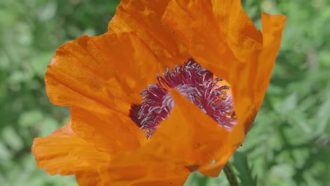 close up of bee arriving at orange poppy flower and getting inside it