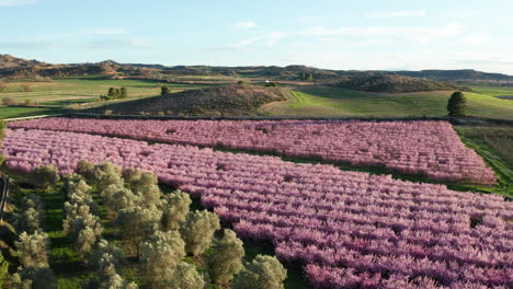 Huerto-Lleno-De-Flores-Y-Olivos-España-Toma-Aérea-Puesta-De-Sol-Hermosa-Naturaleza