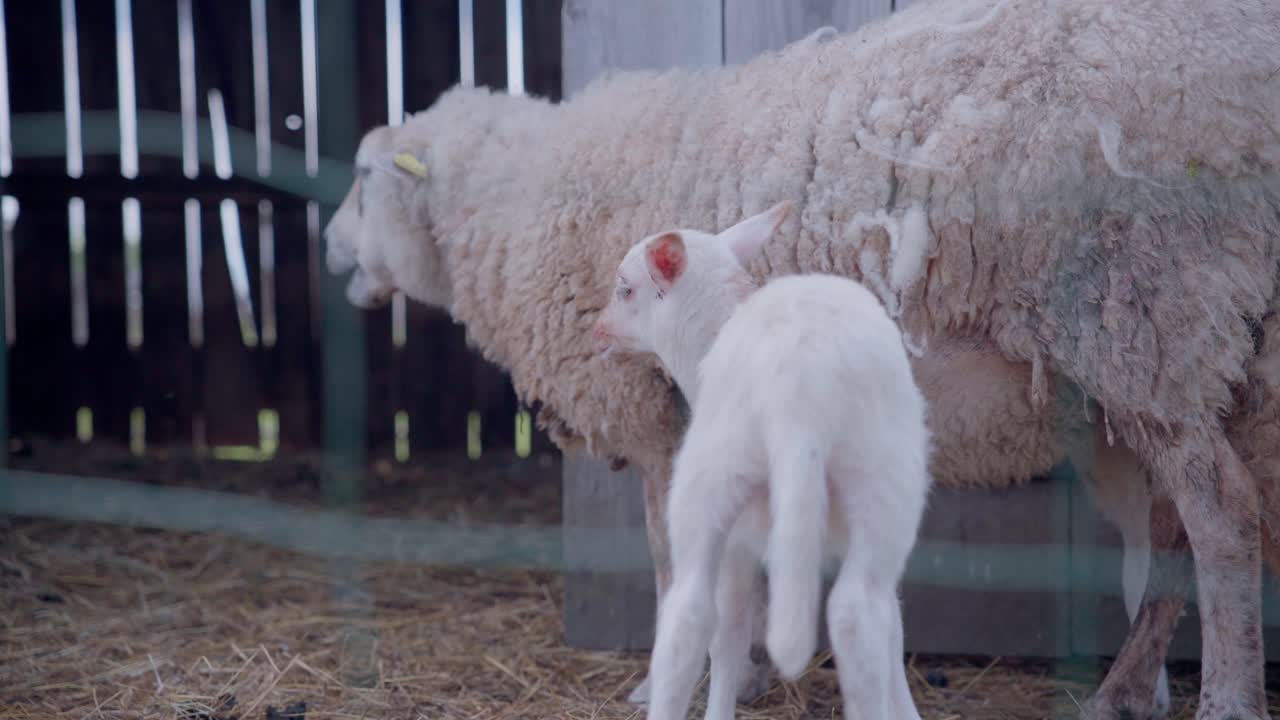Vista laterale di una pecora adulta dal vello folto in piedi accanto a un giovane agnello bianco vicino a un recinto. Questi animali da fattoria domestici pascolano in un recinto agricolo rustico che rappresenta l'allevamento di bestiame rurale.