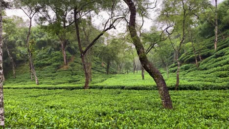 beautiful noor jahan tea garden at sreemangal, sylhet in bangladesh. panning shot