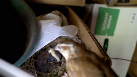 mother bird feeds her babies a caterpillar, as they nestle in their nest inside a cardboard box